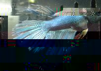 betta crowntail-1.jpg