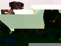 rottweiler.jpg